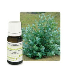 Pranarôm Les Huiles Essentielles Aceite Esencial Bio Eucalyptus Globuleux 10 ml
