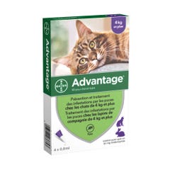 Advantage Solución antiparásitos spot-on gatos y conejos +4kg 4x0.8ml